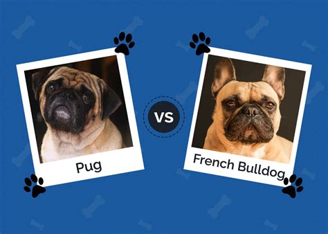 Are French Bulldogs Better Than Pugs