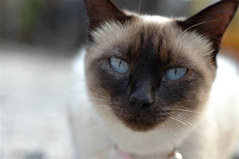 猫の毛色と柄の種類を解説！愛猫の柄の種類や呼び名がわかる｜ぽぽねこの読みもの ぽぽねこ公式オンラインショップ