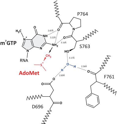 Proposed Catalytic Mechanism Of Methyltransfer By Htgs The