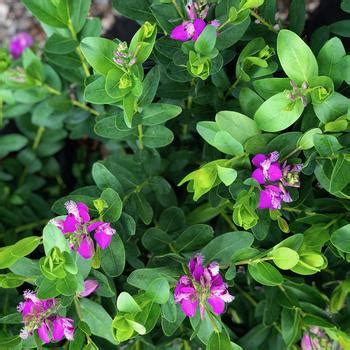 Polygala Myrtifolia Mariposa Sweet Pea Bush Garden Center Marketing