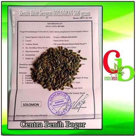 Jual BIBIT BIJI BENIH SENGON SOLOMON 500 GRAM Shopee Indonesia