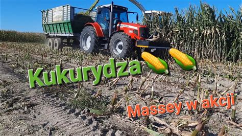 Koszenie Kukurydzy 2023 Z UR Zakrzewscy Massey Ferguson Case Claas