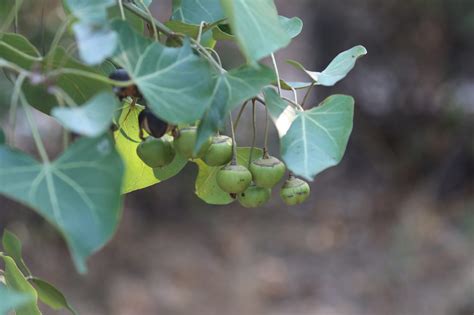 Mangrove fruits - Wetlands International