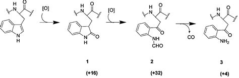 Oxidative Post Translational Modification Of Tryptophan Residues In