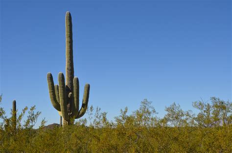 Saguaro National Park – One Long Drive