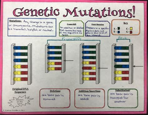 Mutations Worksheet Deletion Insertion And Substitution Solv