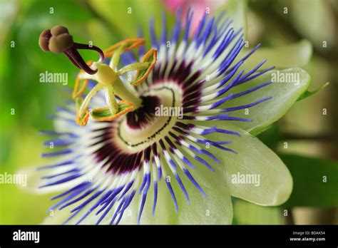 Passion flower Stock Photo - Alamy
