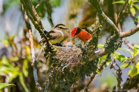 Galapagos Landbirds and Their Current Situation in the Archipelago