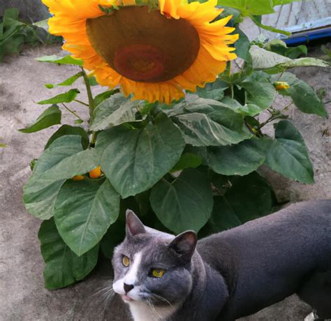 Are Sunflowers Toxic For Cats?