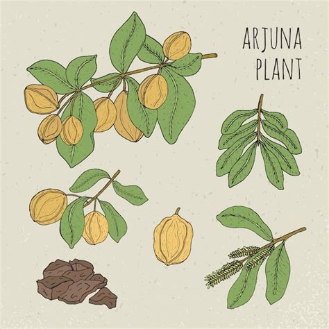 Premium Vector | Arjuna, medical botanical ayurvedic tree. plant, fruit ...