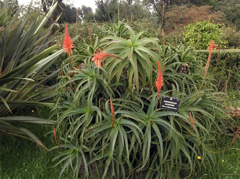 Aloe Arborescens Asphodelaceae Image 68197 At PhytoImages Siu Edu