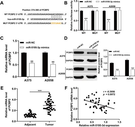 Human Melanoma Cell Line A375 Atcc Bioz