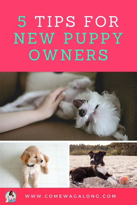 5 Tips For A New Puppy New Puppy Puppies Puppy Owner