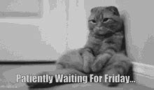 Happy Friday Eve Cat Meme