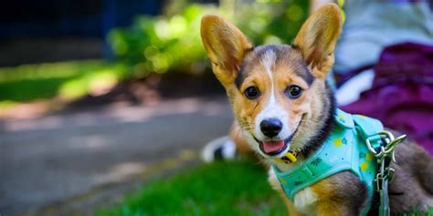 How Long Should I Walk My Puppy New Pet Owner Tips