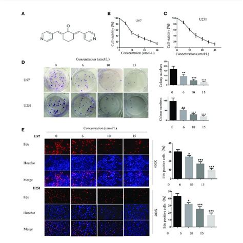 Sc Inhibited The Proliferation Of Gbm Cells In Vitro A The