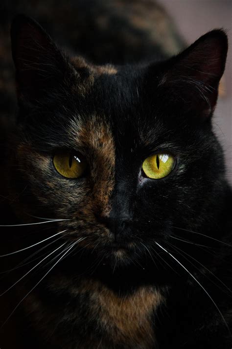 Black Tortoiseshell Cat