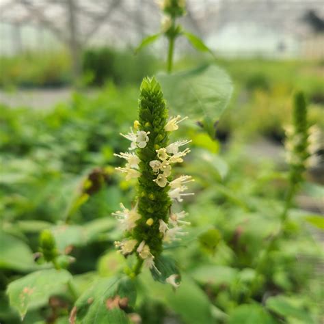 Agastache nepetoides - Possibility Place