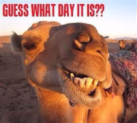 Guess What Day It Is Its Hump Day