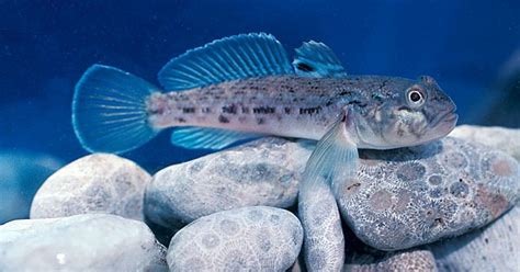 Round gobies, zebra mussels move PCBs through food chain - Lake Scientist