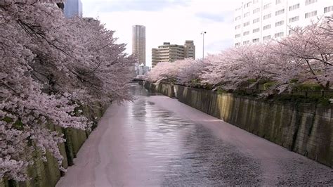 Sakura Along Meguro River 目黒川の桜 桜吹雪！ Youtube