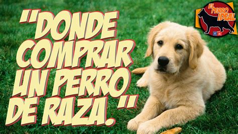 Donde Comprar Un Perro De Raza Que Opciones Tenemos YouTube