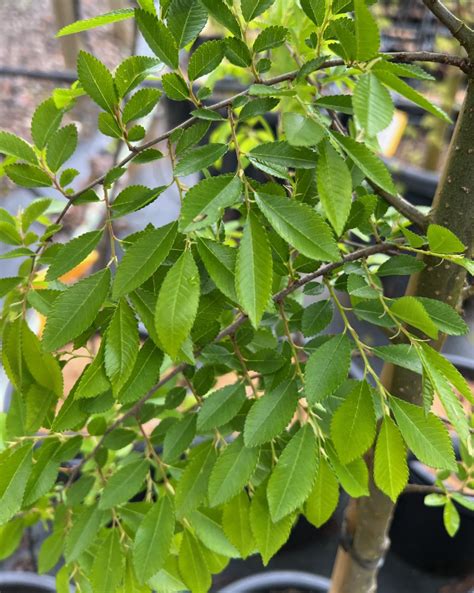 Ulmus Murrays Form Chinese Elm Hello Hello Plants