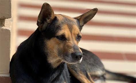 A Alert Guard Dog Stock Photo Download Image Now Istock