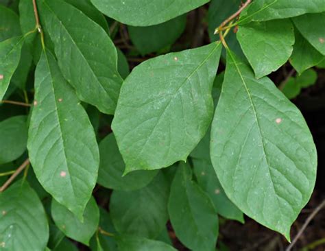 NameThatPlant.net: leaves of Blackgum and Persimmon