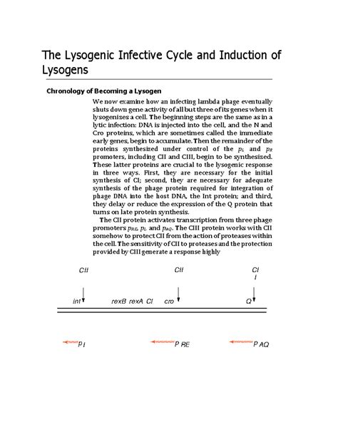 The Lysogenic Infective Cycle And Induction Of Lysogens The Lysogenic Infective Cycle And