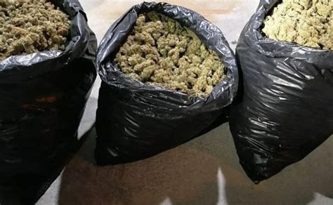 Decomisan Kilos De Mariguana En Xalapa Veracruz Luis C Rdenas