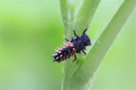 Close Up View Of A Ladybug Larva Coccinella Septempunctata Crawling