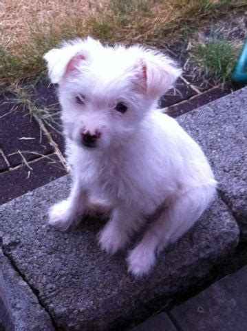 White Yorkshire Terrier/ Poodle mix! for Sale in Tacoma, Washington ...