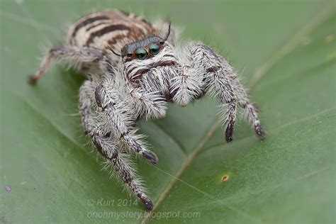 Awesome Spiders | Photography Forum