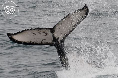 Humpback Calf Fluke Identification Whale Watch Western Australia