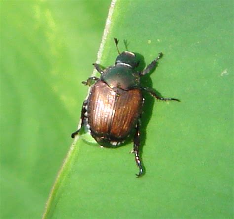 Garden Dilemmas, Delights & Discoveries, Ask Mary Stone Japanese Beetle ...