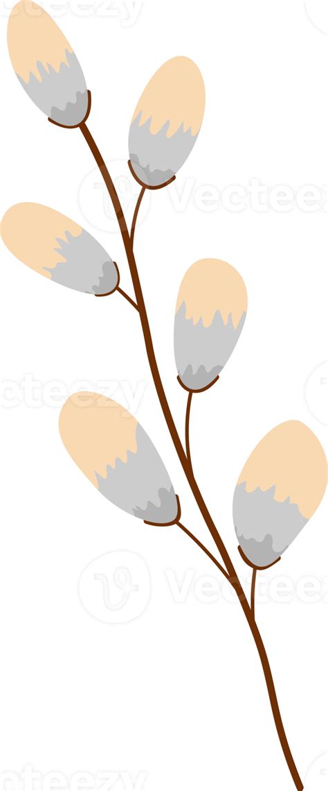 Branch Pussy Willow PNG