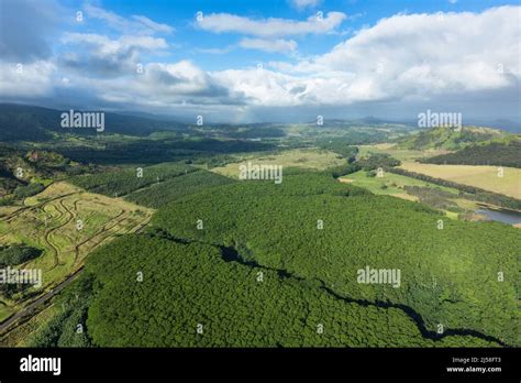 Moluccan Albizia Falcataria Moluccana Hi Res Stock Photography And