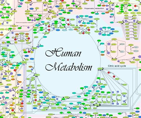 A Google Map Of Human Metabolism Kurzweil