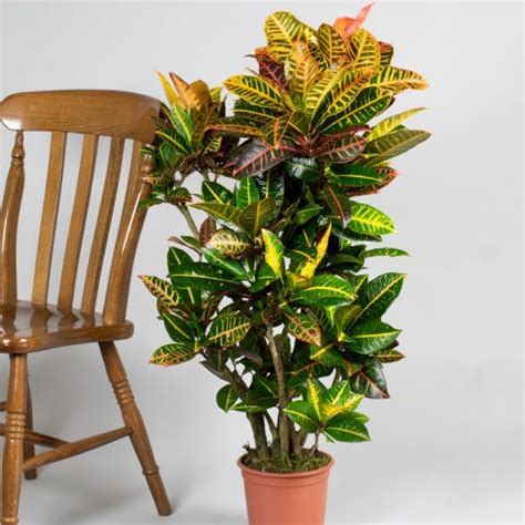 Branched Croton Petra L Pot Opperman Plants Ltd