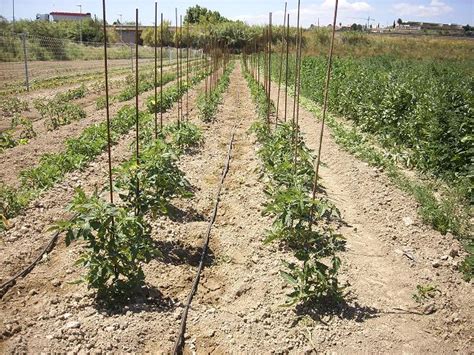 Marco de plantación de tomates