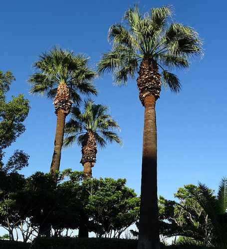 74 Types Of Palm Trees With Identification Guide Pictures Name