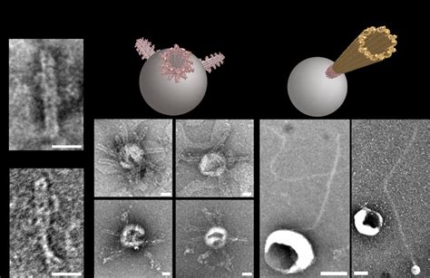 Tem Characterization Of Dna Pores And Dna Nanotubes With Small Download Scientific Diagram