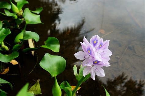 Premium Photo | The flower of eichhornia crassipes