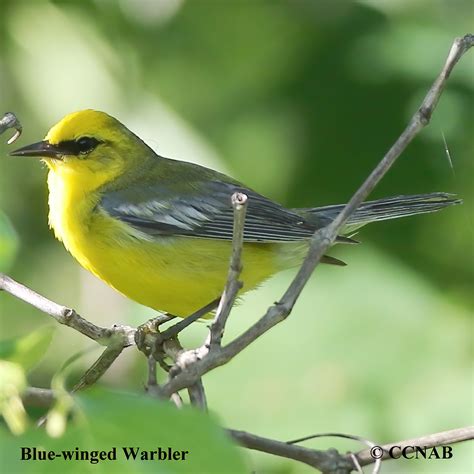 Blue Winged Warbler Vermivora Cyanoptera Bwwa