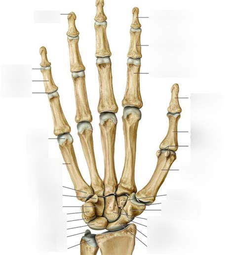 Carpal Bones Labelling Diagram Quizlet