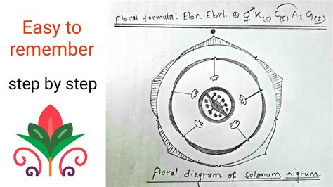 Solanaceae Family Floral Diagram