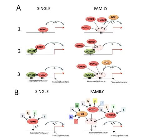 A Left Side Simplified View Of The Major Different Modes Of Action Download Scientific