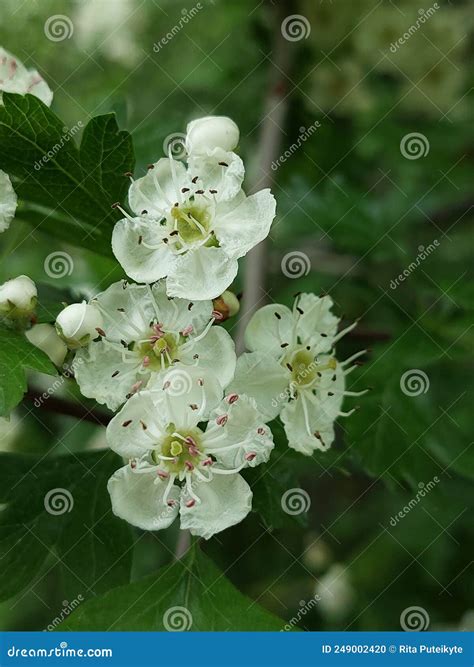 Crataegus flowering shrub stock photo. Image of quickthorn - 249002420