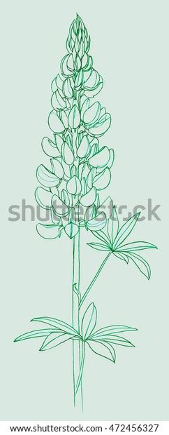 Lupin Flowers Genus Lupinus Hand Pencil Stock Illustration 472456327